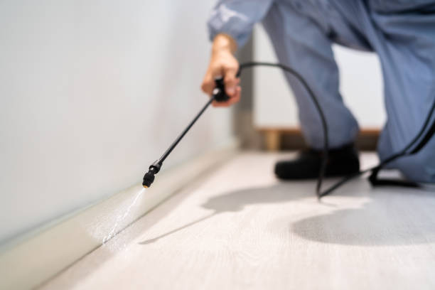 Certified termite inspector examining foundation in Paradise
