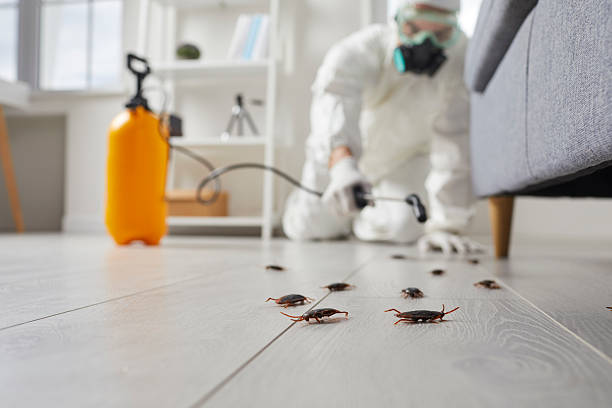 Commercial Kitchen Cockroach Control in Paradise
